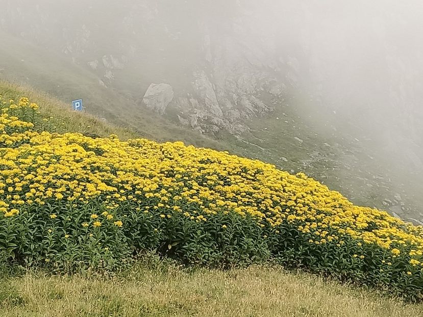 Img.2023.08.17 - Transfăgărășan Cârța jud Sibiu