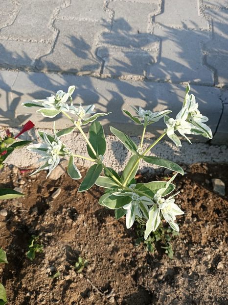 Img.2023.08.17 - Transfăgărășan Cârța jud Sibiu