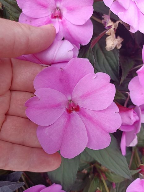 Img.2023.08.17 - Transfăgărășan Cârța jud Sibiu