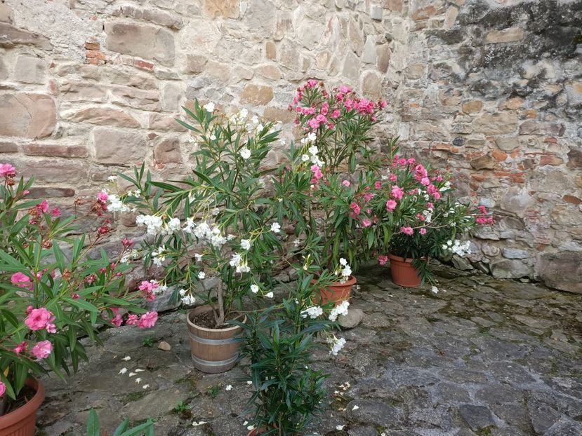 Img.2023.08.17 - Transfăgărășan Cârța jud Sibiu