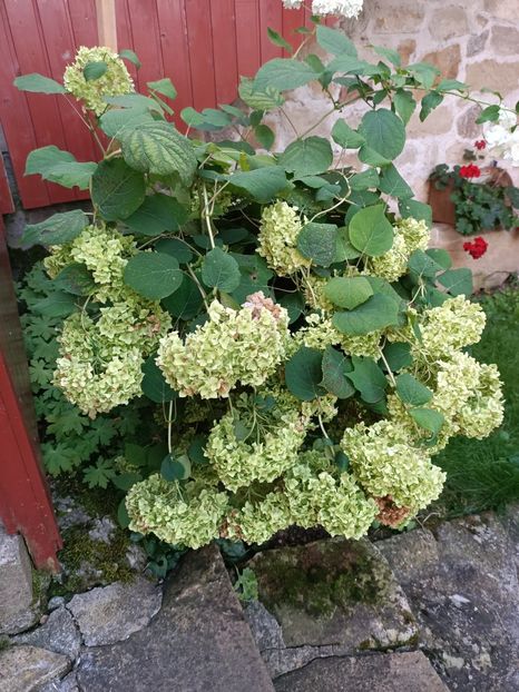 Img.2023.08.17 - Transfăgărășan Cârța jud Sibiu
