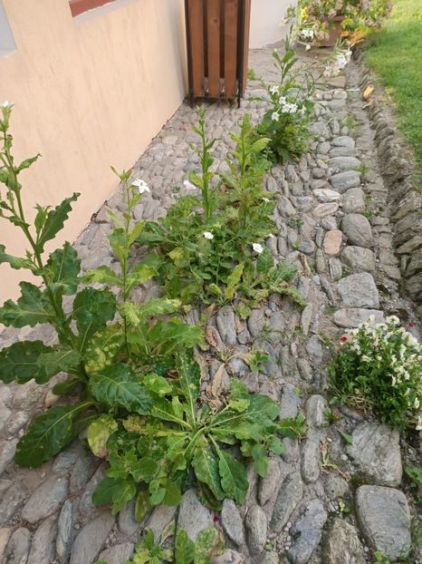 Img.2023.08.17 - Transfăgărășan Cârța jud Sibiu