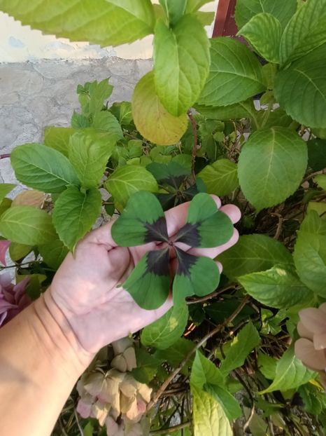 Img.2023.08.17 - Transfăgărășan Cârța jud Sibiu