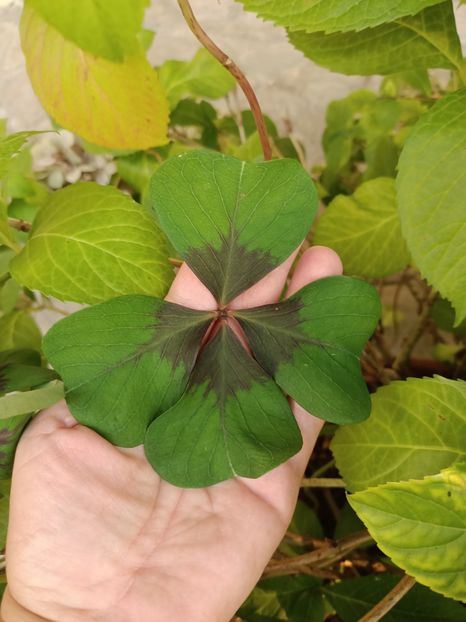 Img.2023.08.17 - Transfăgărășan Cârța jud Sibiu