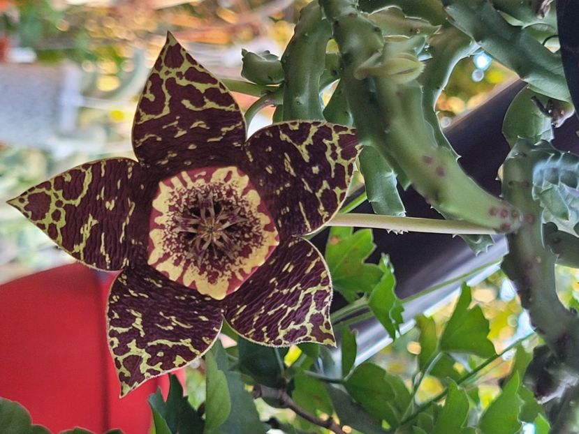  - Stapelia