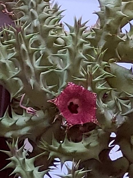  - Stapelia
