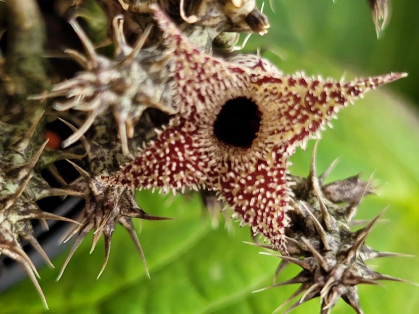  - Stapelia