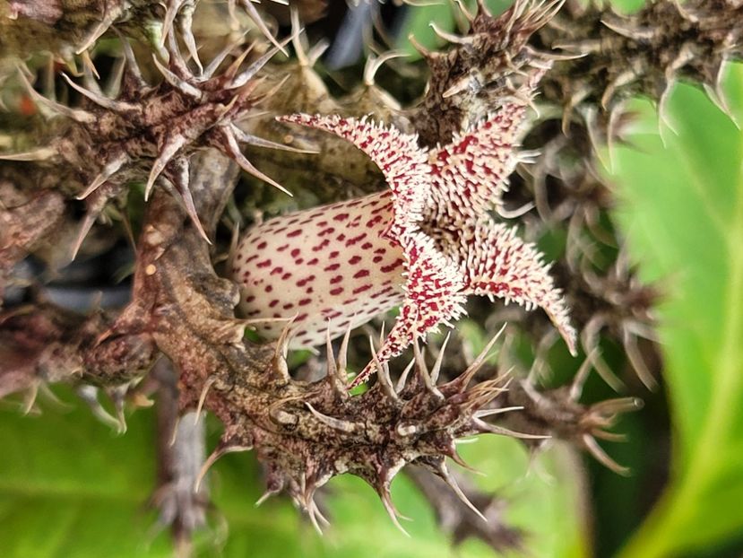  - Stapelia