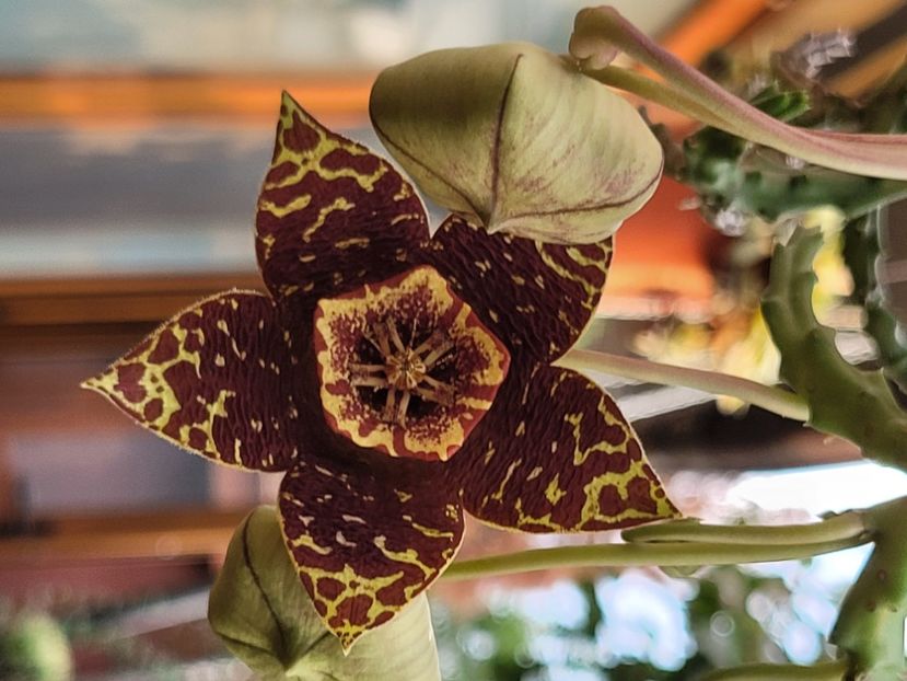  - Stapelia