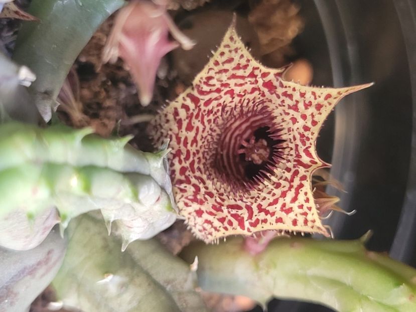  - Stapelia