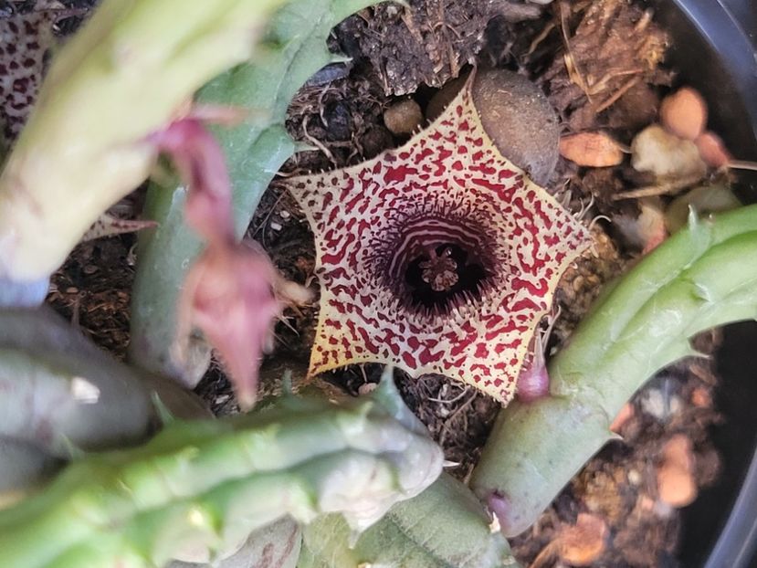  - Stapelia