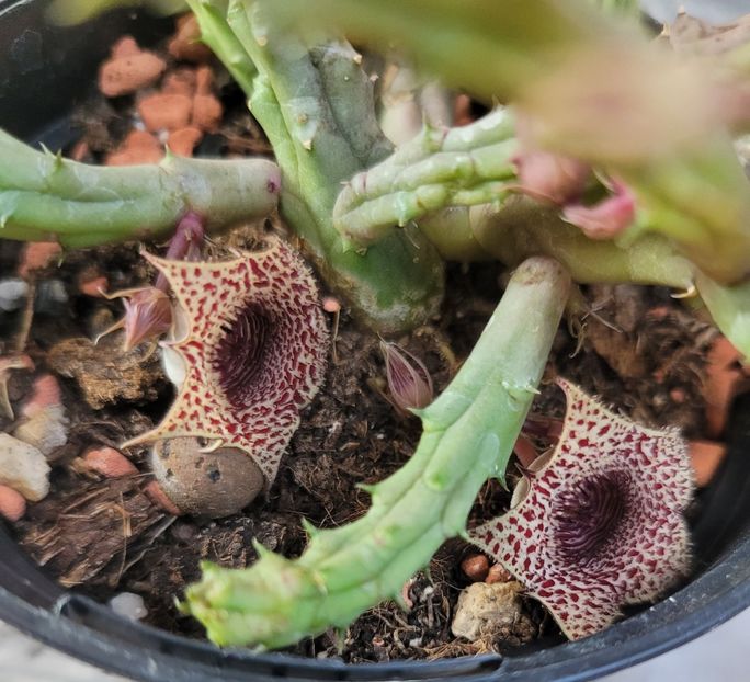  - Stapelia
