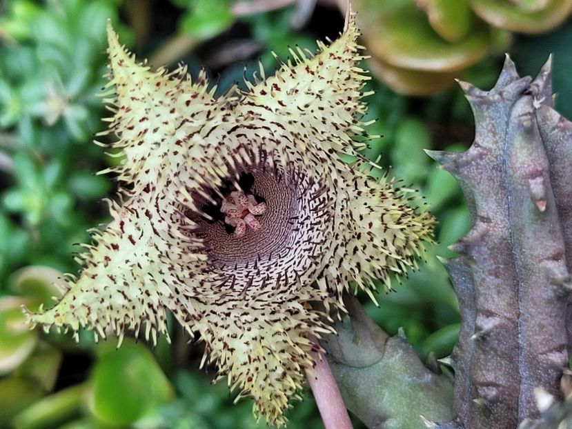  - Stapelia