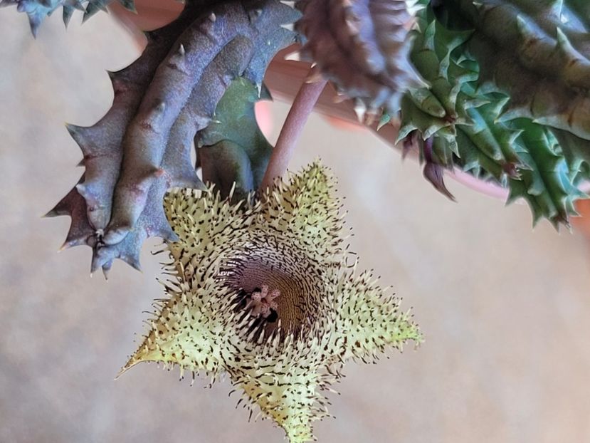  - Stapelia
