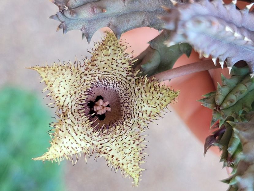  - Stapelia