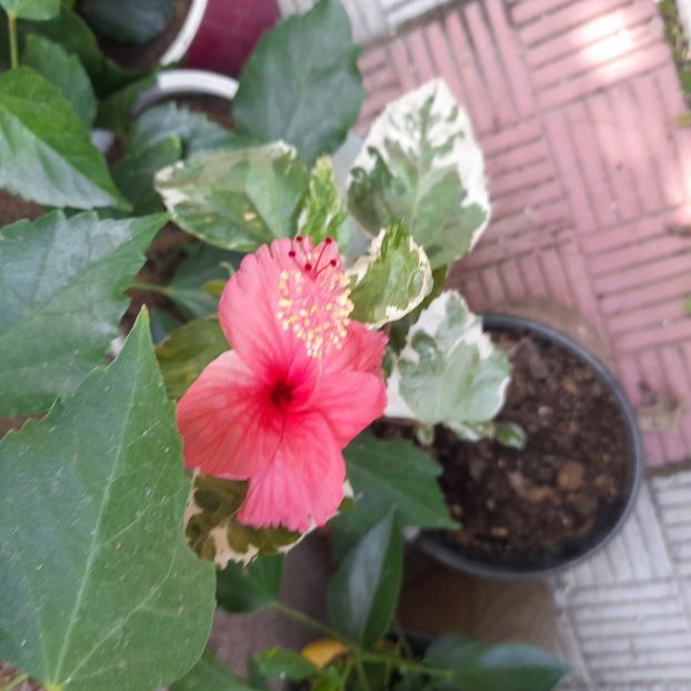 25.08.2023 - HIBISCUSI 2023-1