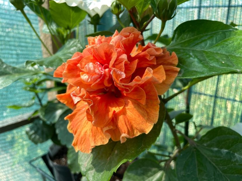 9BEFF355-3A1A-419E-B16A-FDBF95A01915 - x-HD 1290 - pierdut