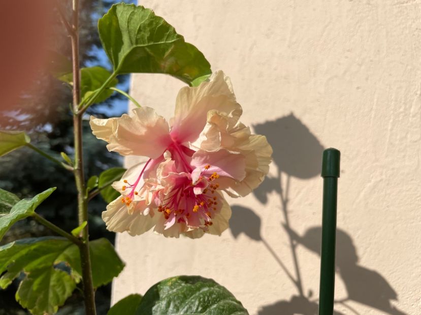 DC247346-8D0D-42B6-A9E5-B4C5B3678520 - 001 - Hibiscusi