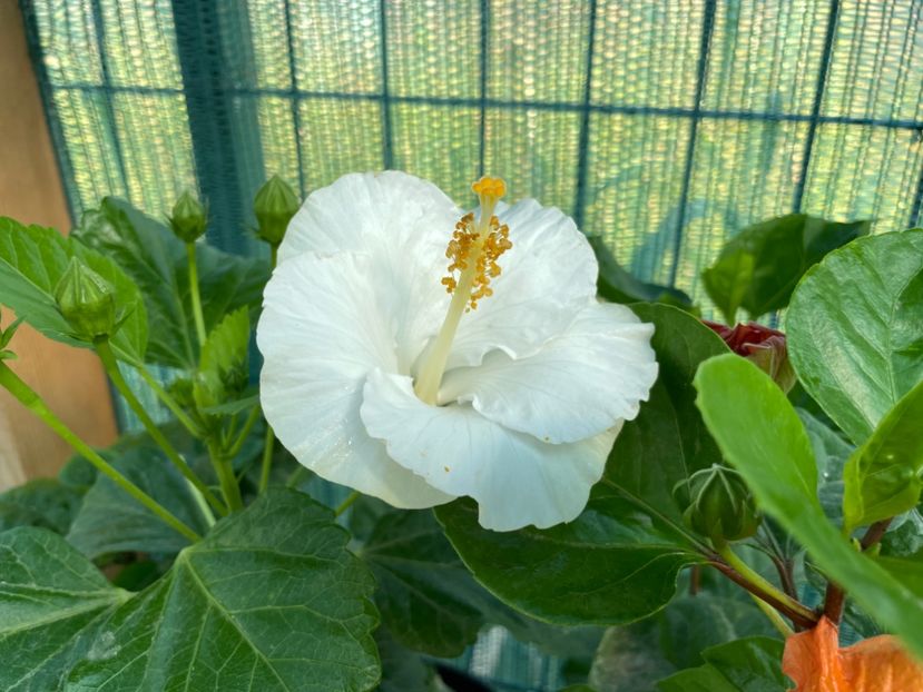 7FF46787-0948-482A-A3FB-E2ED9CE2D30D - 001 - Hibiscusi