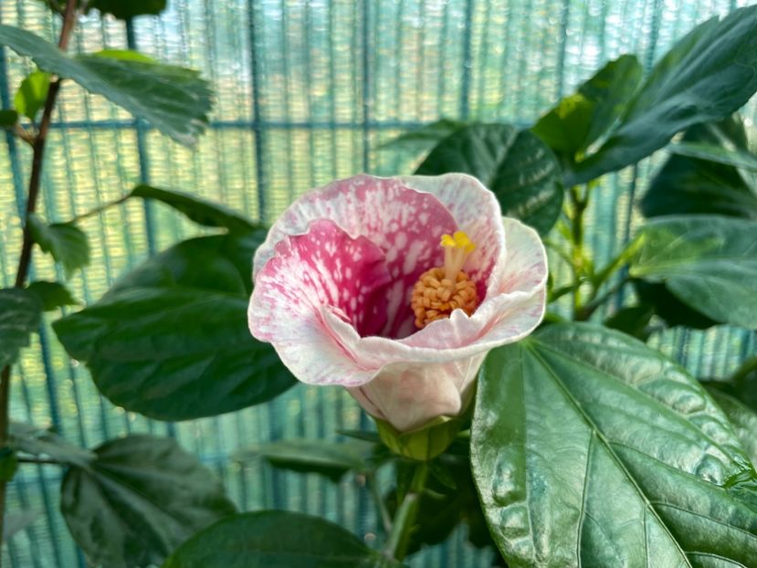 8330EBBA-3E52-49F3-A52B-9176D9D52AA0 - 001 - Hibiscusi