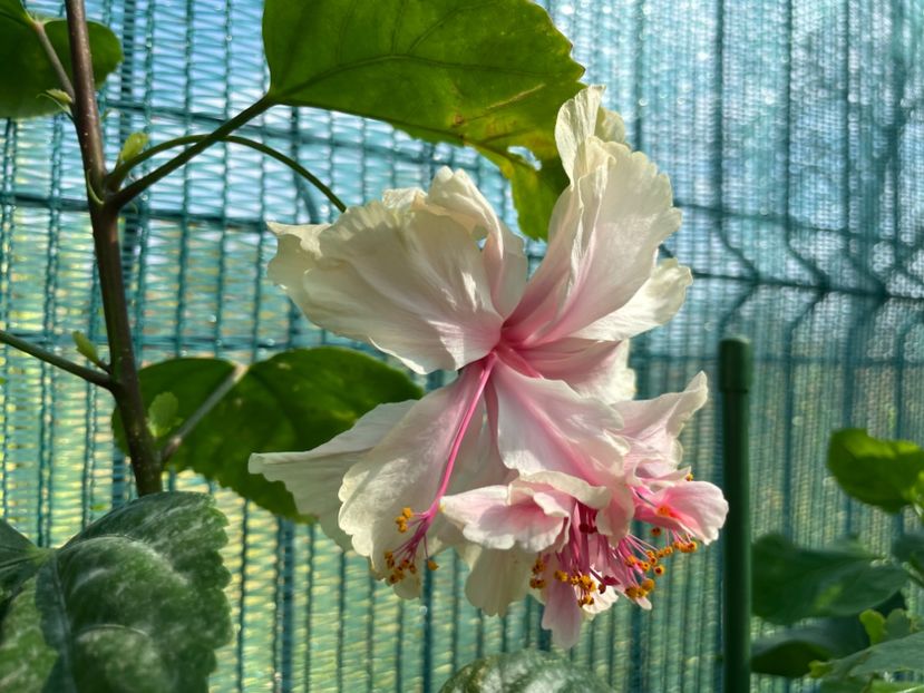 B8F7473D-7154-4366-8B47-8A4254DBD54F - 001 - Hibiscusi