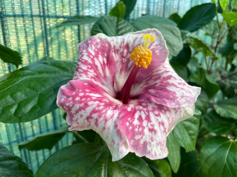 8D55F536-3A6D-4C17-8ED6-43B8EA4D1257 - 001 - Hibiscusi