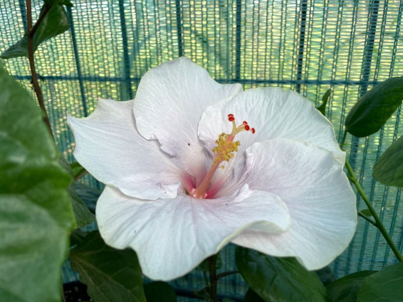 B67BB66A-62EE-4025-BF40-052FC13B46A9 - 001 - Hibiscusi