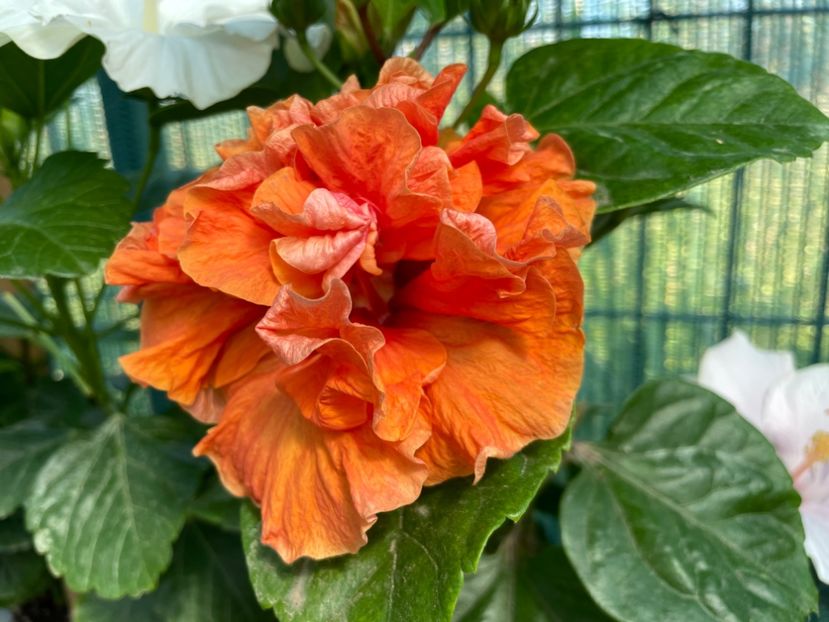 6FE2DE6D-F0E7-4271-B133-80DB61844AA1 - 001 - Hibiscusi