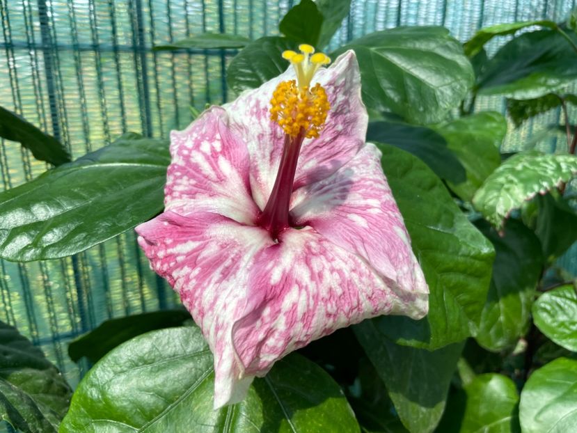 4A84AE7B-5F48-4E8D-9AB3-7141E3ECB765 - 001 - Hibiscusi