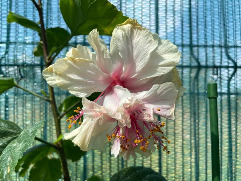 66073C8E-4997-4D3B-AB1B-C1B3E5A4CE32 - 001 - Hibiscusi