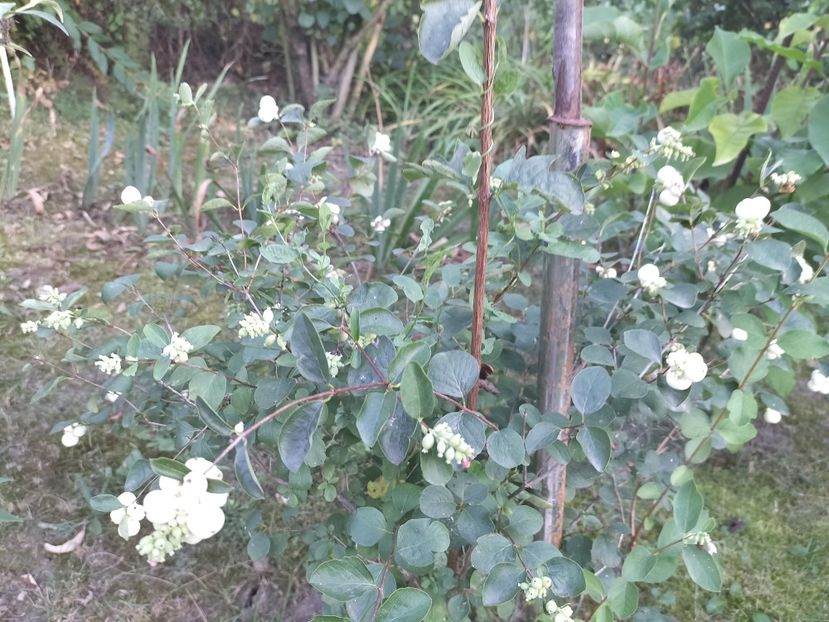 IMG20230825183639 - Flori 2023