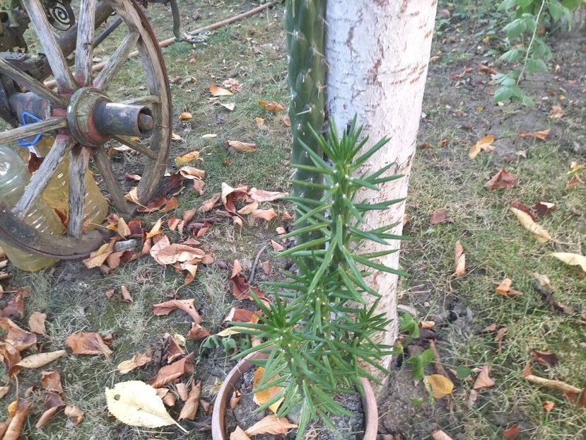 IMG20230825183543 - Flori 2023