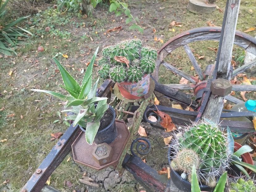 IMG20230825183522 - Flori 2023