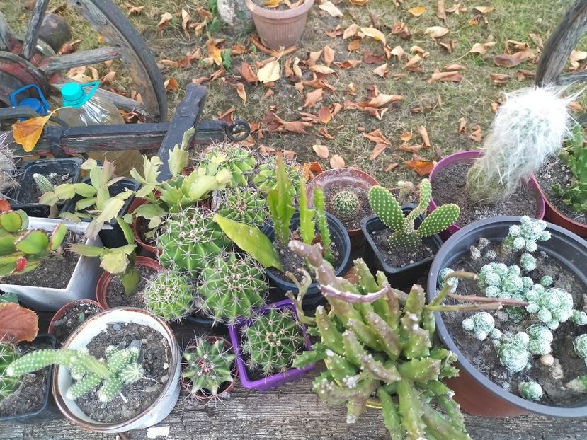 IMG20230825183510 - Flori 2023