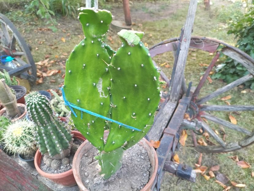 IMG20230825183454 - Flori 2023