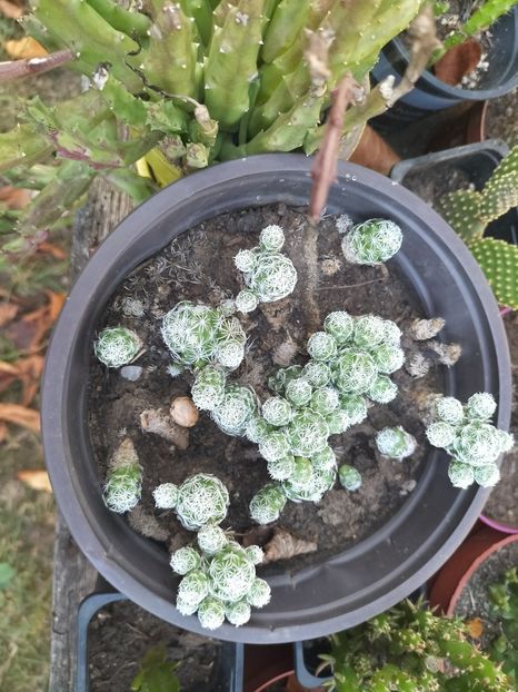 IMG20230825183418 - Flori 2023