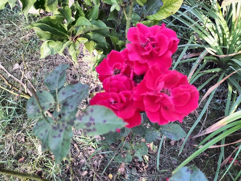 IMG20230825183230 - Flori 2023