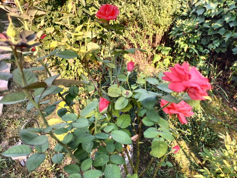 IMG20230825183212 - Flori 2023