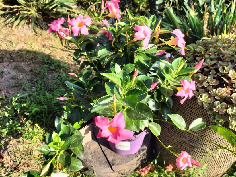 IMG20230825182900 - Flori 2023