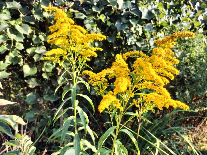 IMG20230825182846 - Flori 2023