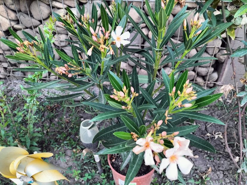 IMG20230825182830 - Flori 2023