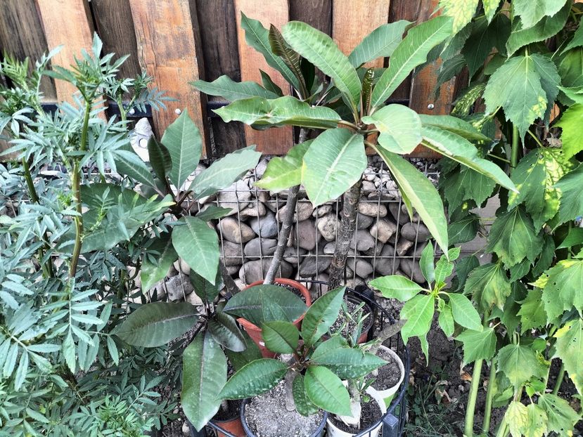 IMG20230825182821 - Flori 2023