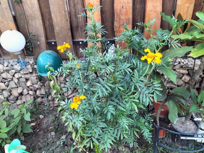 IMG20230825182816 - Flori 2023