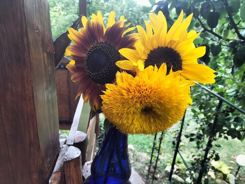 IMG20230823183250 - Flori 2023