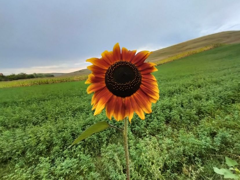 IMG20230823182257 - Flori 2023