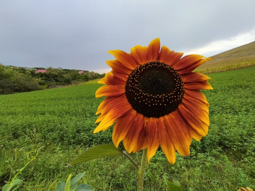 IMG20230823182235 - Flori 2023