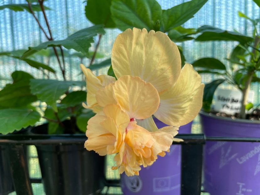 6748B50F-10CE-441A-B8E8-4A885495A314 - El Capitolio