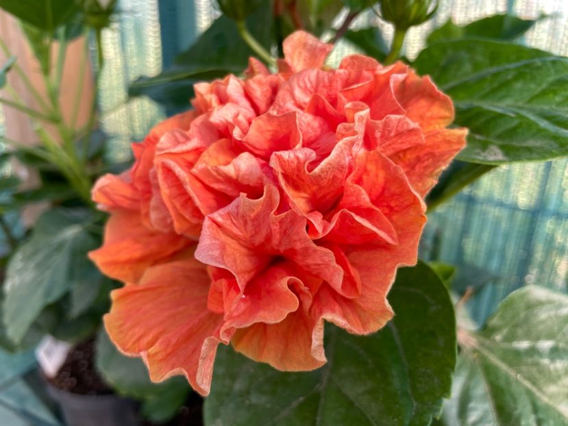 CDE8C388-2C65-48BE-9C30-93E154A202AA - x-HD 1290 - pierdut