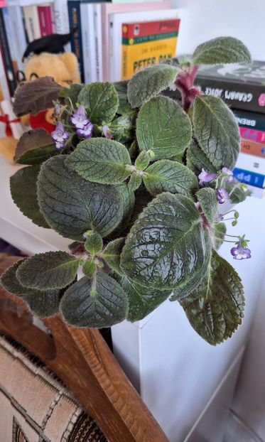 Eucodonia...... - 14 Achimenes 2023
