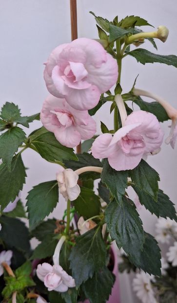 Rfs Glamour - 14 Achimenes 2023